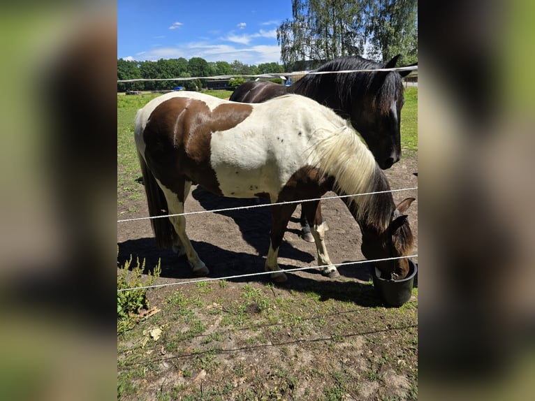 Lewitzer Mix Wallach 4 Jahre 150 cm Tobiano-alle-Farben in Senftenberg