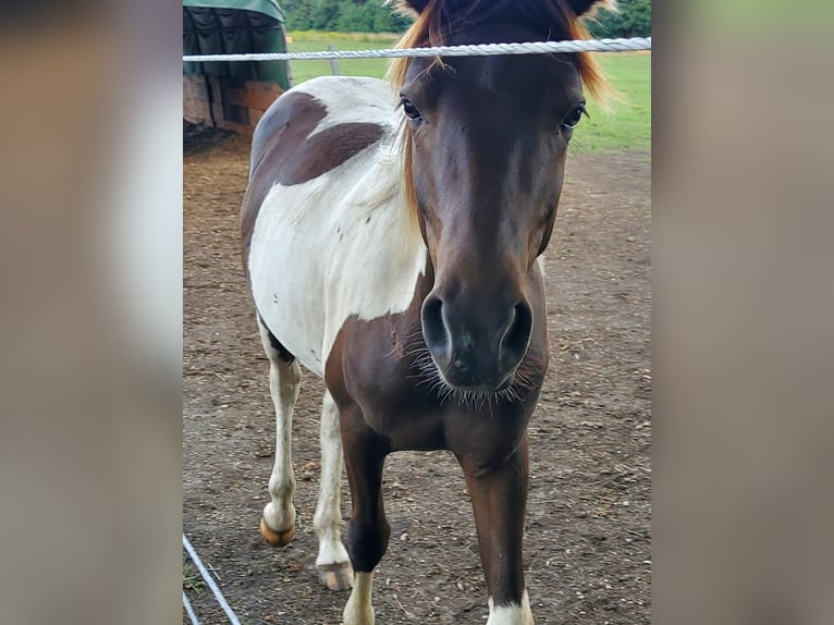 Lewitzer Mix Wallach 4 Jahre 150 cm Tobiano-alle-Farben in Senftenberg