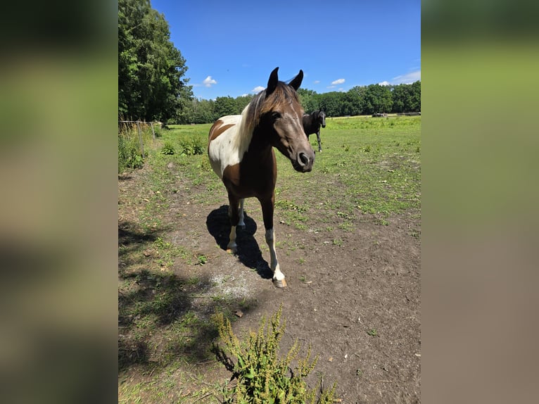 Lewitzer Mix Wallach 4 Jahre 150 cm Tobiano-alle-Farben in Senftenberg
