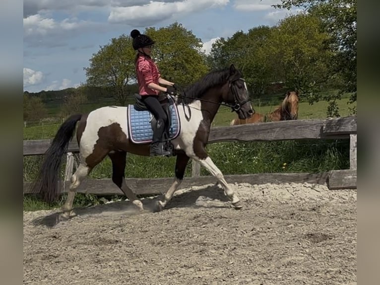 Lewitzer Mix Wallach 4 Jahre 152 cm Schecke in Norderwöhrden