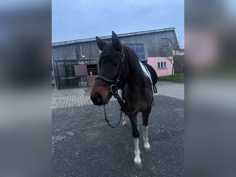 Lewitzer Wallach 4 Jahre 152 cm Schecke in Neulingen