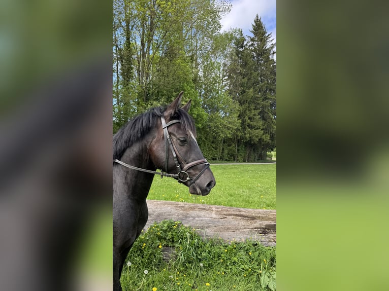 Lewitzer Wallach 4 Jahre 154 cm Rappe in Meschede