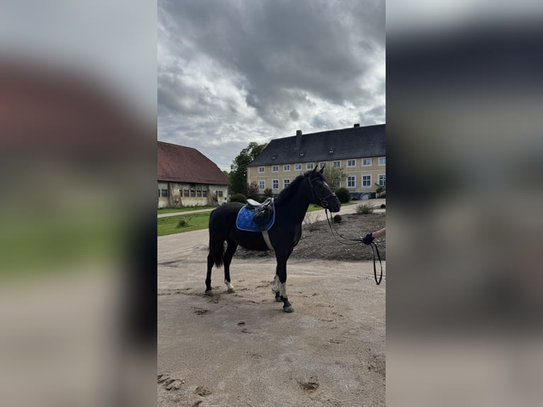 Lewitzer Wallach 4 Jahre 154 cm Rappe in Meschede