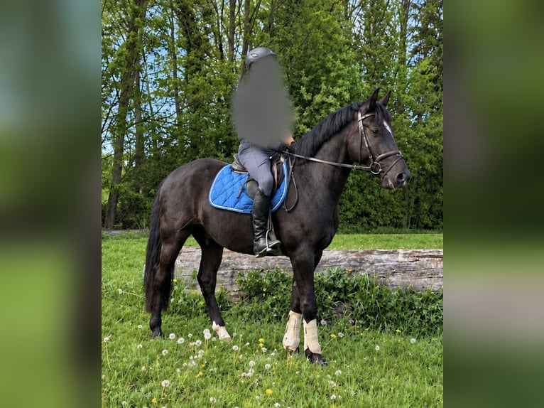 Lewitzer Wallach 4 Jahre 154 cm Rappe in Meschede