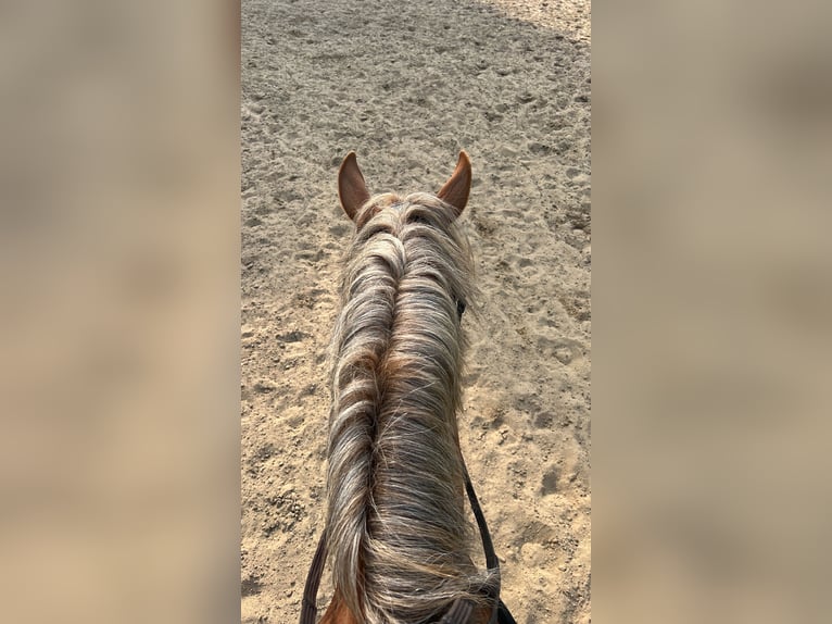 Lewitzer Wallach 5 Jahre 142 cm Fuchs in Sehnde