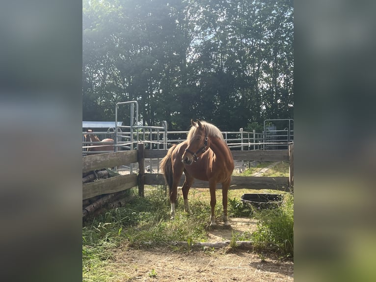 Lewitzer Wallach 5 Jahre 142 cm Fuchs in Sehnde