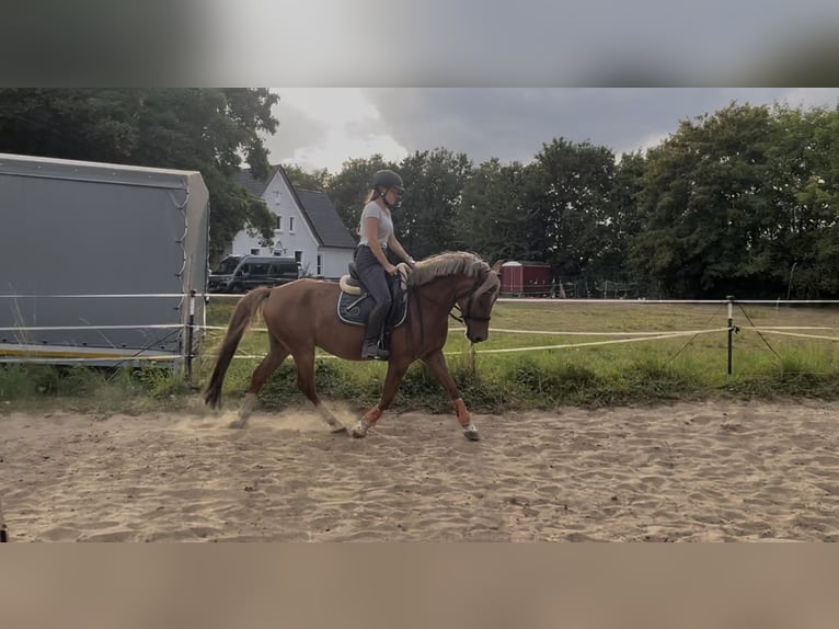 Lewitzer Wallach 5 Jahre 142 cm Fuchs in Sehnde