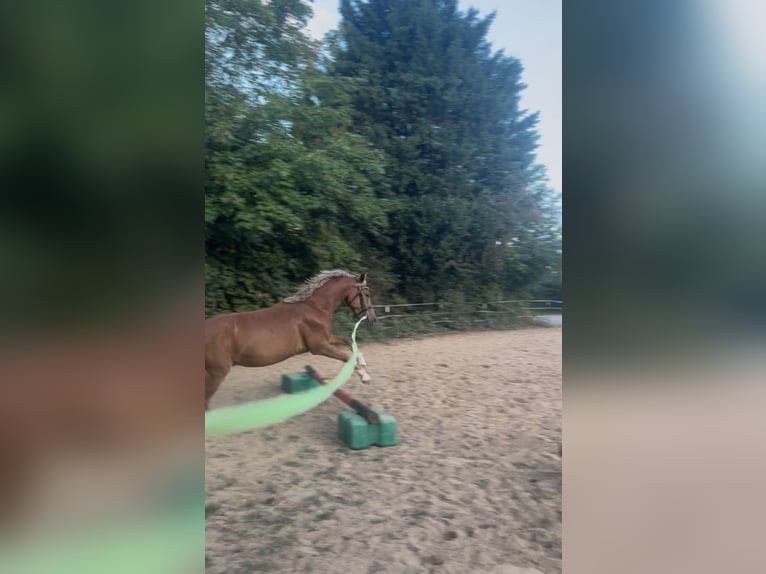 Lewitzer Wallach 5 Jahre 142 cm Fuchs in Sehnde