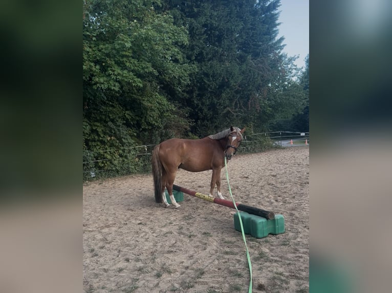Lewitzer Wallach 5 Jahre 142 cm Fuchs in Sehnde