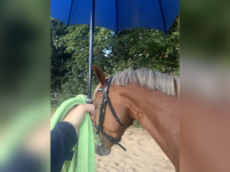 Lewitzer Wallach 5 Jahre 142 cm Fuchs in Sehnde