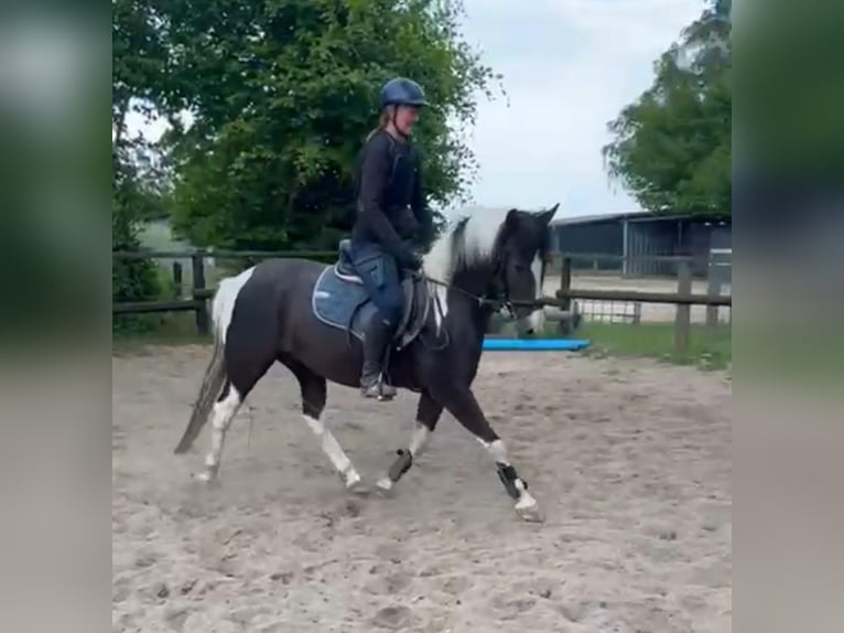 Lewitzer Wallach 5 Jahre 142 cm Schecke in Bosau