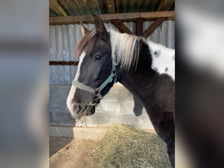Lewitzer Wallach 5 Jahre 142 cm Schecke in Bosau