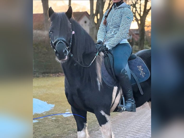 Lewitzer Mix Wallach 5 Jahre 144 cm Schecke in Bergen