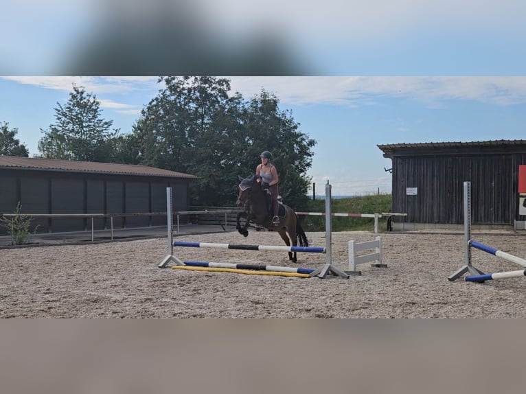 Lewitzer Mix Wallach 6 Jahre 140 cm Brauner in Günzburg