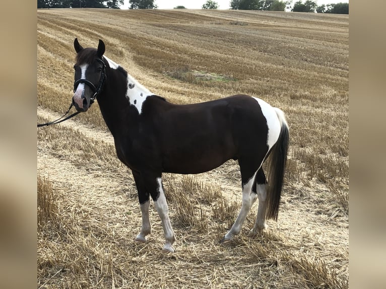 Lewitzer Wallach 6 Jahre 142 cm Schecke in Bosau