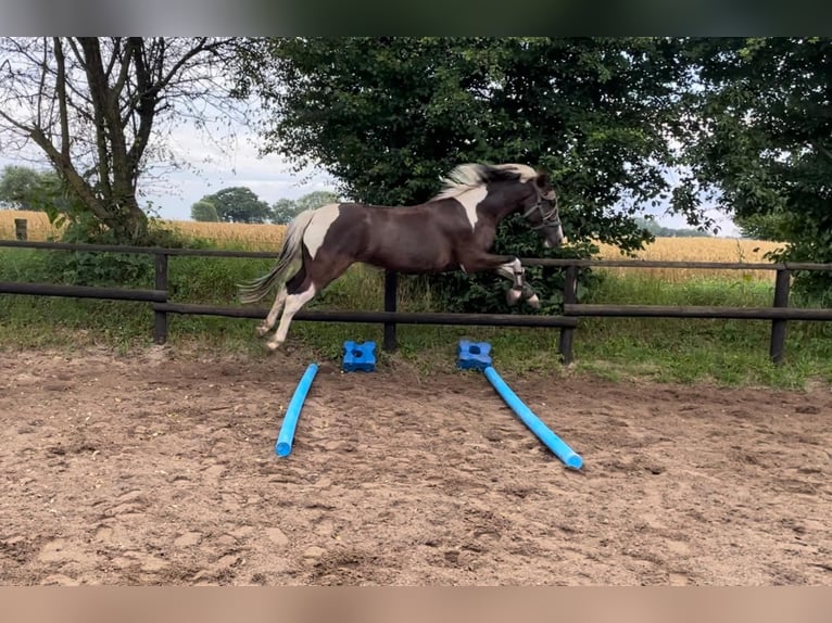 Lewitzer Wallach 6 Jahre 142 cm Schecke in Bosau