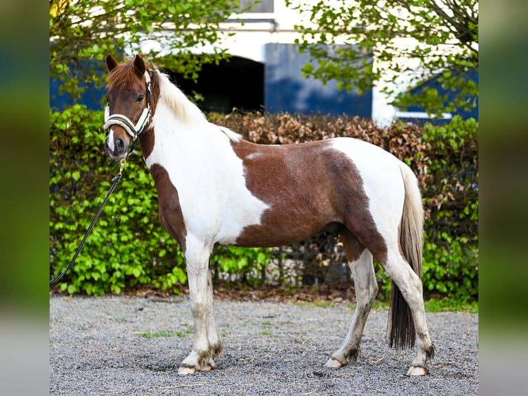 Lewitzer Wallach 6 Jahre 147 cm Schecke in Goch