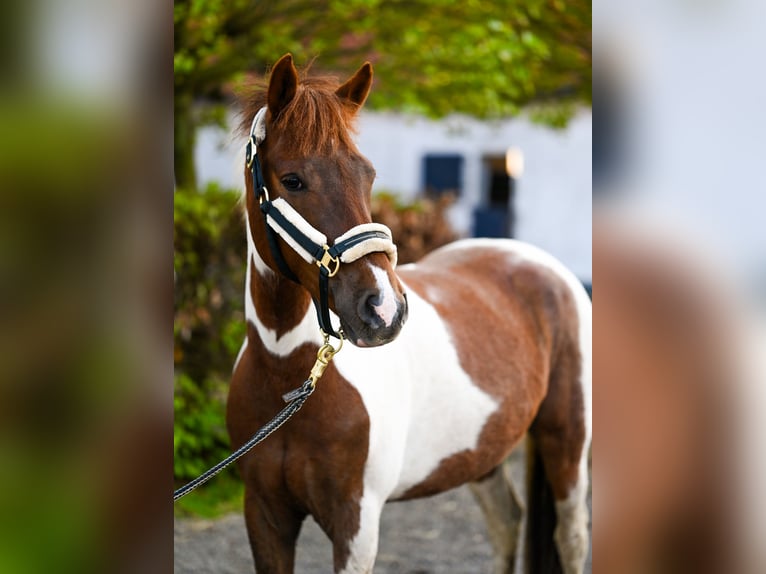 Lewitzer Wallach 6 Jahre 147 cm Schecke in Goch