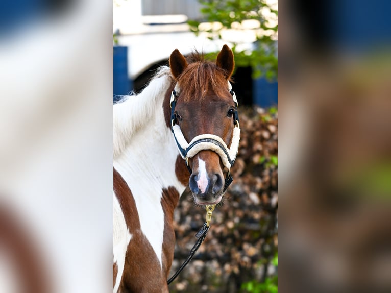 Lewitzer Wallach 6 Jahre 147 cm Schecke in Goch