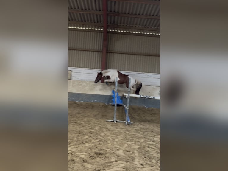 Lewitzer Wallach 6 Jahre 147 cm Schecke in Goch