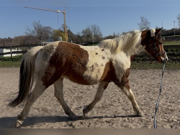 Lewitzer Wallach 6 Jahre 155 cm Schecke in Alfter