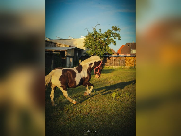 Lewitzer Mix Wallach 7 Jahre 140 cm Schecke in Lübtheen