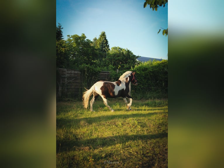 Lewitzer Mix Wallach 7 Jahre 140 cm Schecke in Lübtheen