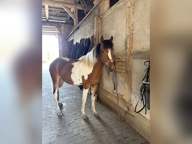 Lewitzer Wallach 7 Jahre 142 cm Schecke in Groß Twülpstedt