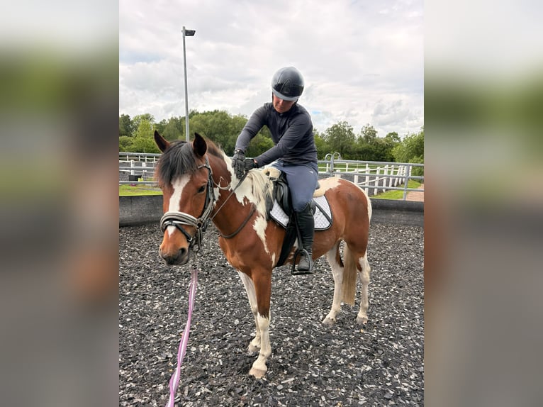 Lewitzer Wallach 7 Jahre 142 cm Schecke in Groß Twülpstedt