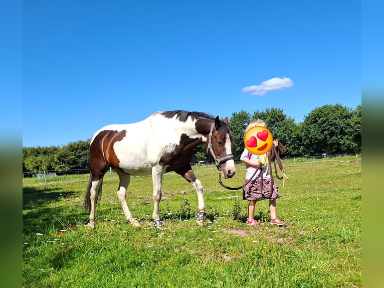 Lewitzer Wallach 7 Jahre 145 cm Schecke in Fockbek