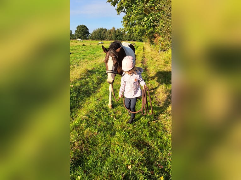 Lewitzer Wallach 7 Jahre 145 cm Schecke in Fockbek
