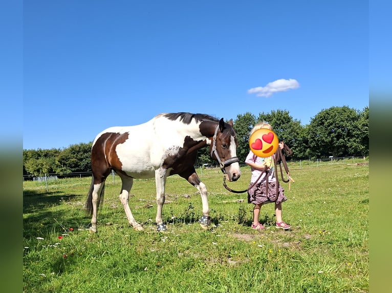 Lewitzer Wallach 7 Jahre 145 cm Schecke in Fockbek