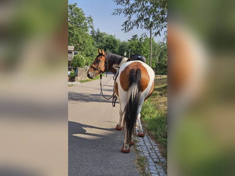 Lewitzer Mix Wallach 8 Jahre 147 cm Schecke in Tharandt