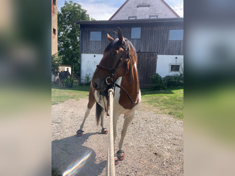Lewitzer Mix Wallach 8 Jahre 147 cm Schecke in Tharandt
