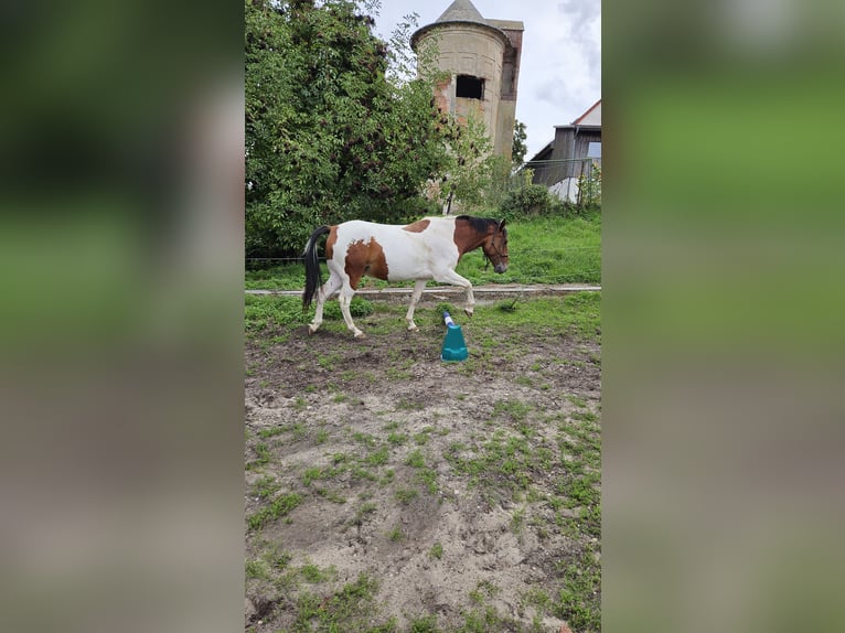 Lewitzer Mix Wallach 8 Jahre 147 cm Schecke in Tharandt
