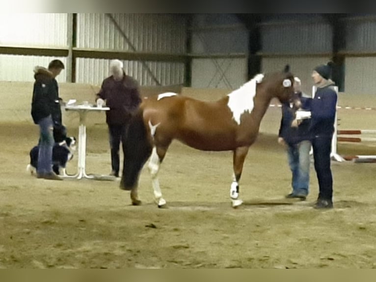 Lewitzer Mestizo Yegua 10 años 142 cm Pío in Salzwedel