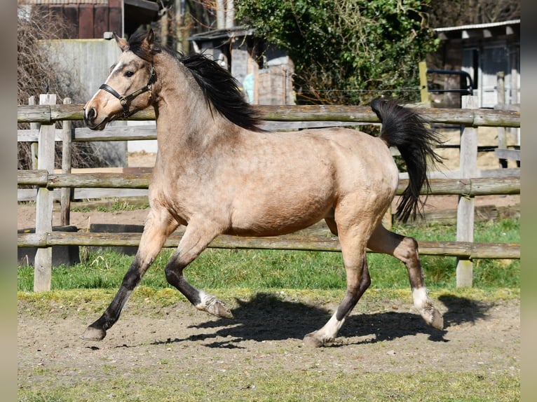 Lewitzer Yegua 10 años 147 cm Buckskin/Bayo in Mörsdorf