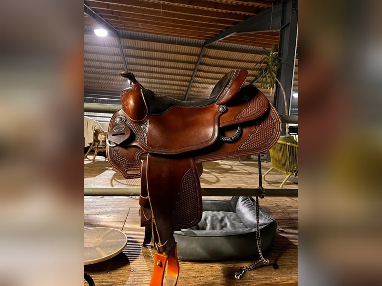 Lewitzer Yegua 10 años 147 cm Pío in Baddeckenstedt