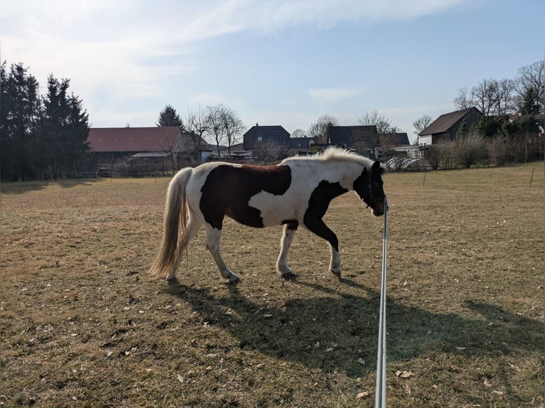 Lewitzer Yegua 12 años 138 cm Pío in Groß Drewitz