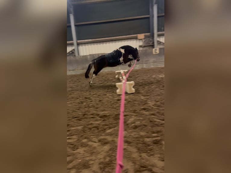 Lewitzer Mestizo Yegua 13 años 130 cm Pío in Winsen (Aller)