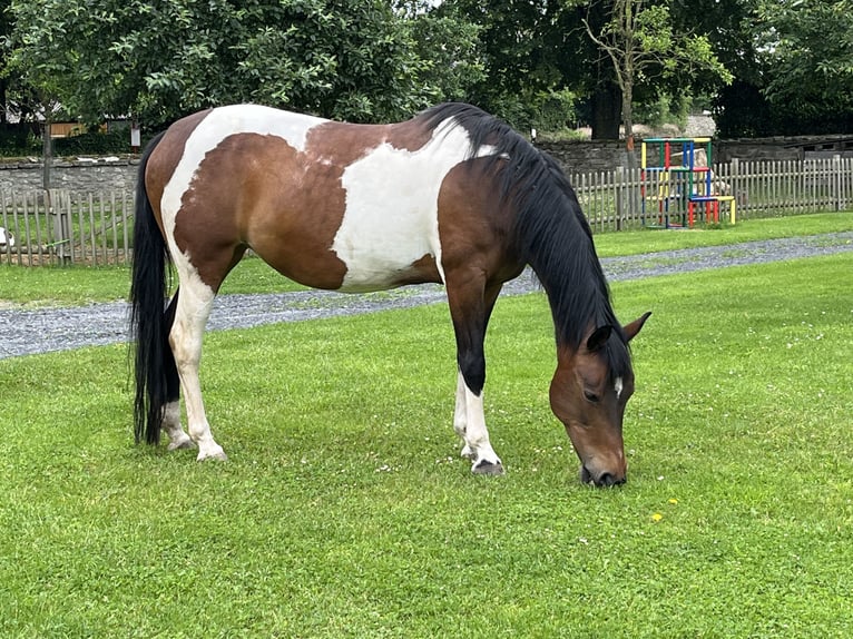 Lewitzer Yegua 16 años 150 cm Pío in Melle