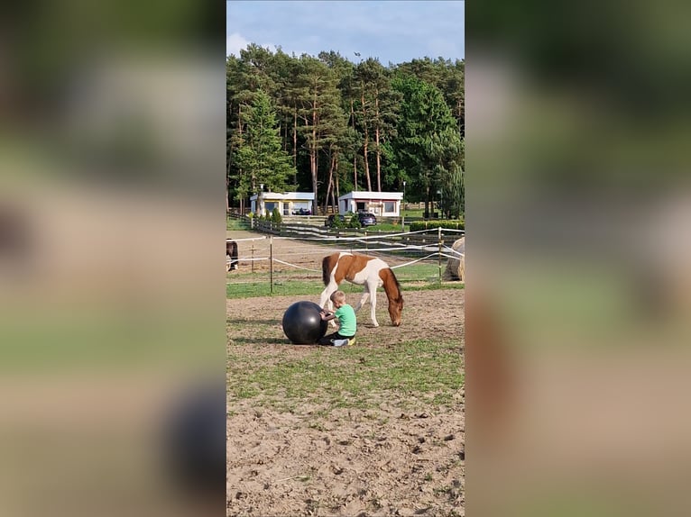 Lewitzer Yegua 1 año 150 cm Pío in Ückeritz