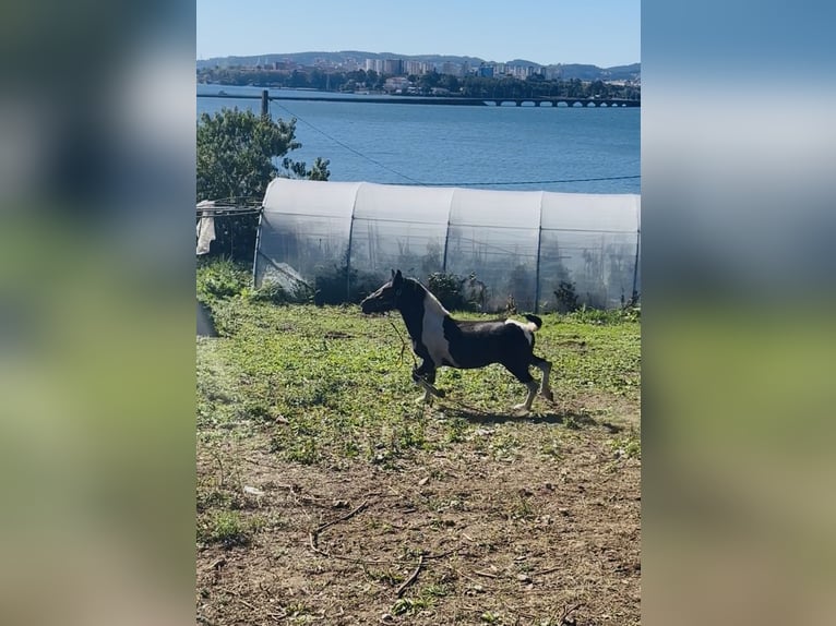 Lewitzer Yegua 1 año Pío in Oh regeiro fene