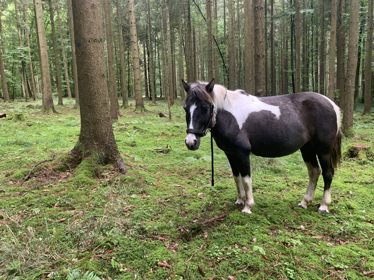 Lewitzer Yegua 20 años 129 cm Pío in Bad Überkingen