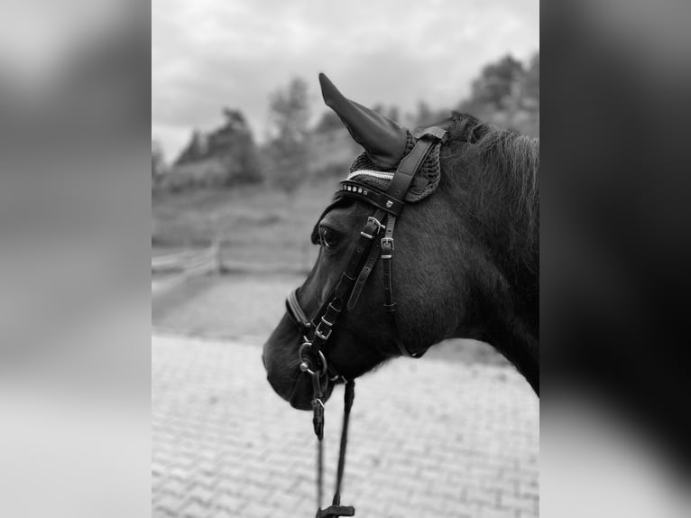 Lewitzer Mestizo Yegua 26 años 142 cm Castaño oscuro in SchöntalSchöntal