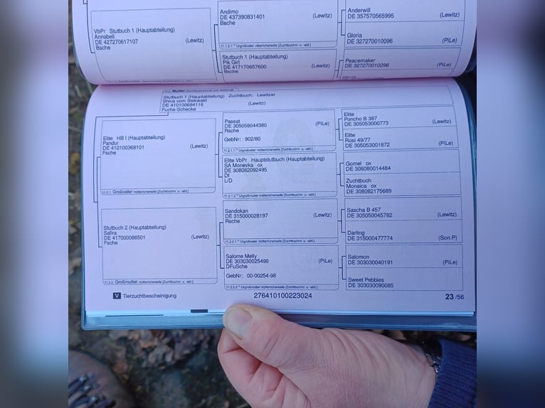 Lewitzer Yegua 2 años Pío in Luckenbach