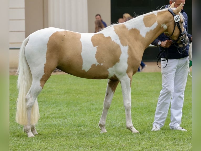 Lewitzer Yegua 4 años 144 cm Pío in Tessin