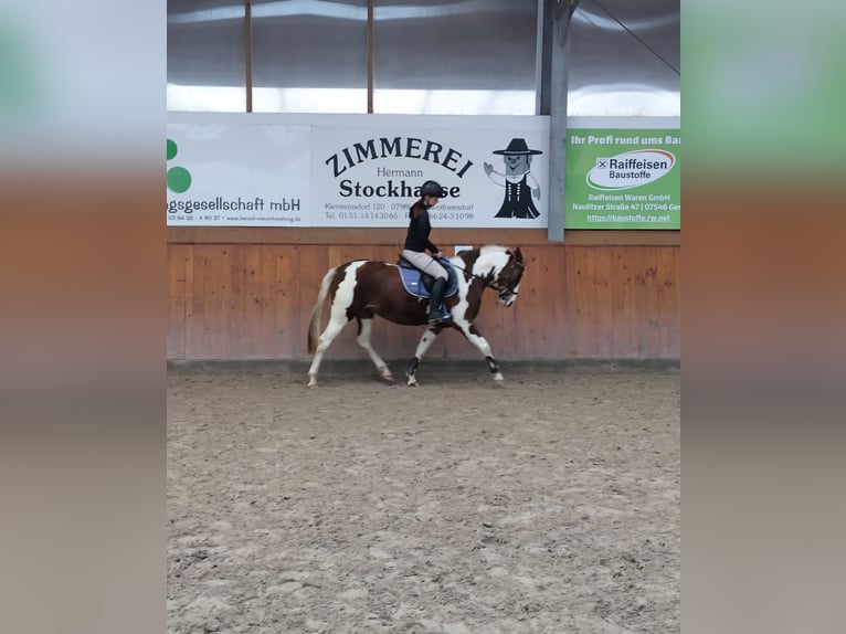 Lewitzer Yegua 6 años 147 cm Pío in Mohlsdorf-Teichwolframsdorf