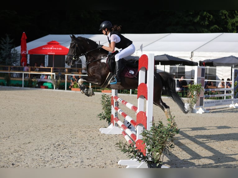 Lewitzer Yegua 7 años 144 cm Pío in Altenfelden