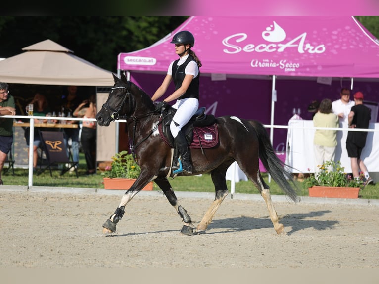 Lewitzer Yegua 7 años 144 cm Pío in Altenfelden